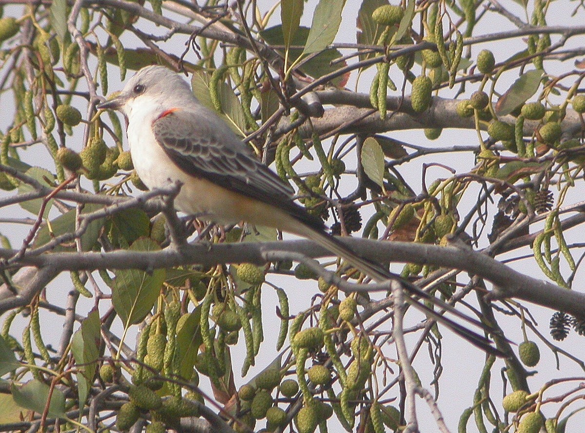 Scissor-tailed Flycatcher - ML120085601