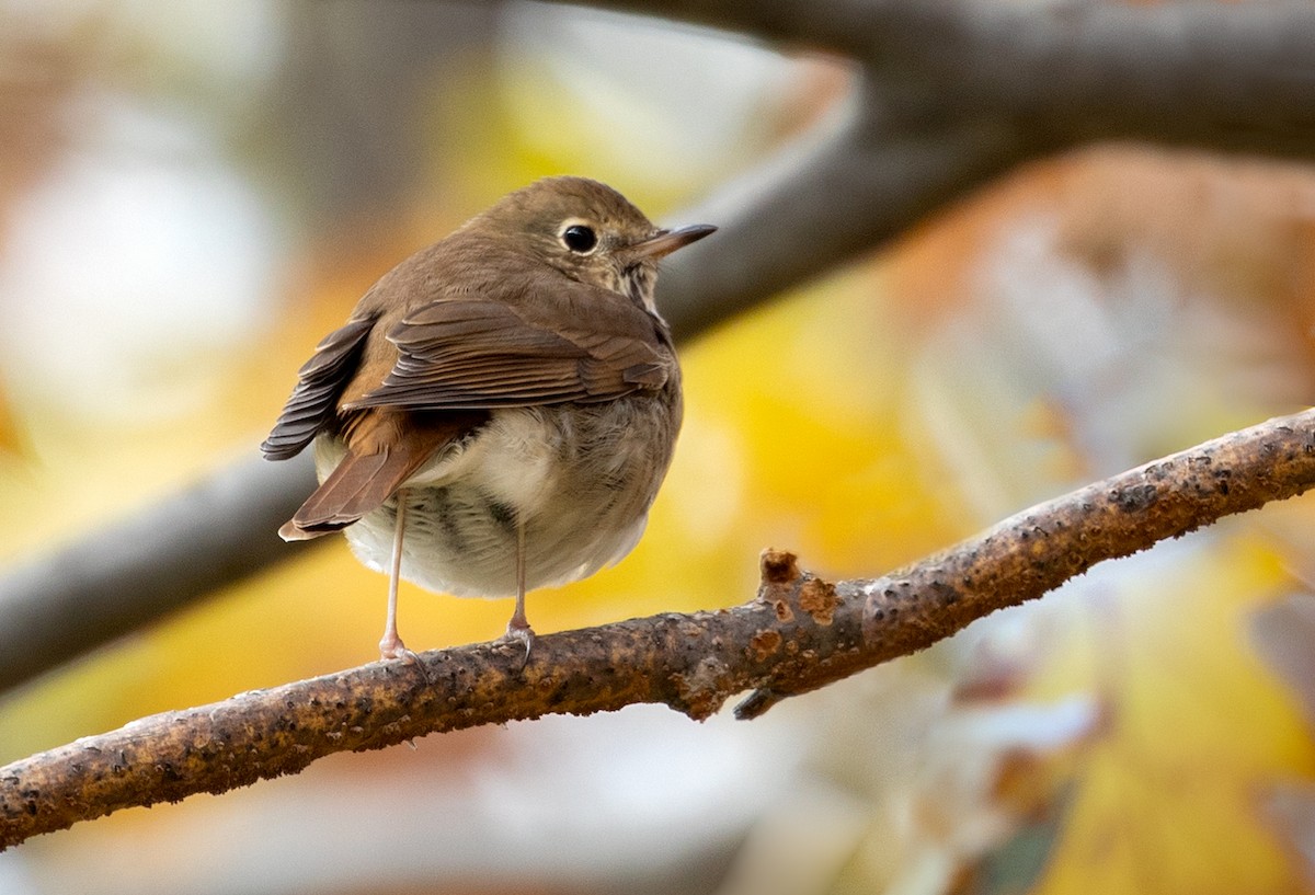 Hermit Thrush - ML120085881