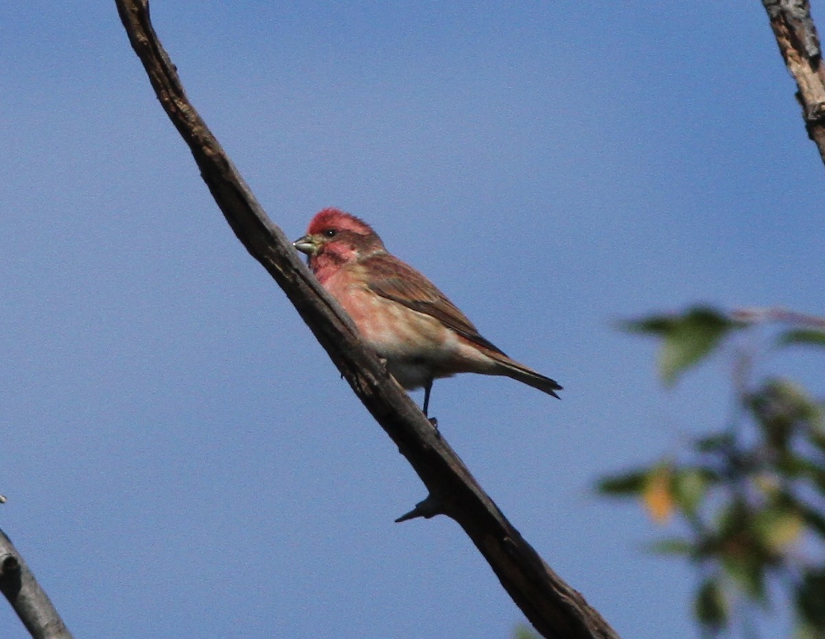 Purple Finch - Steven Glynn