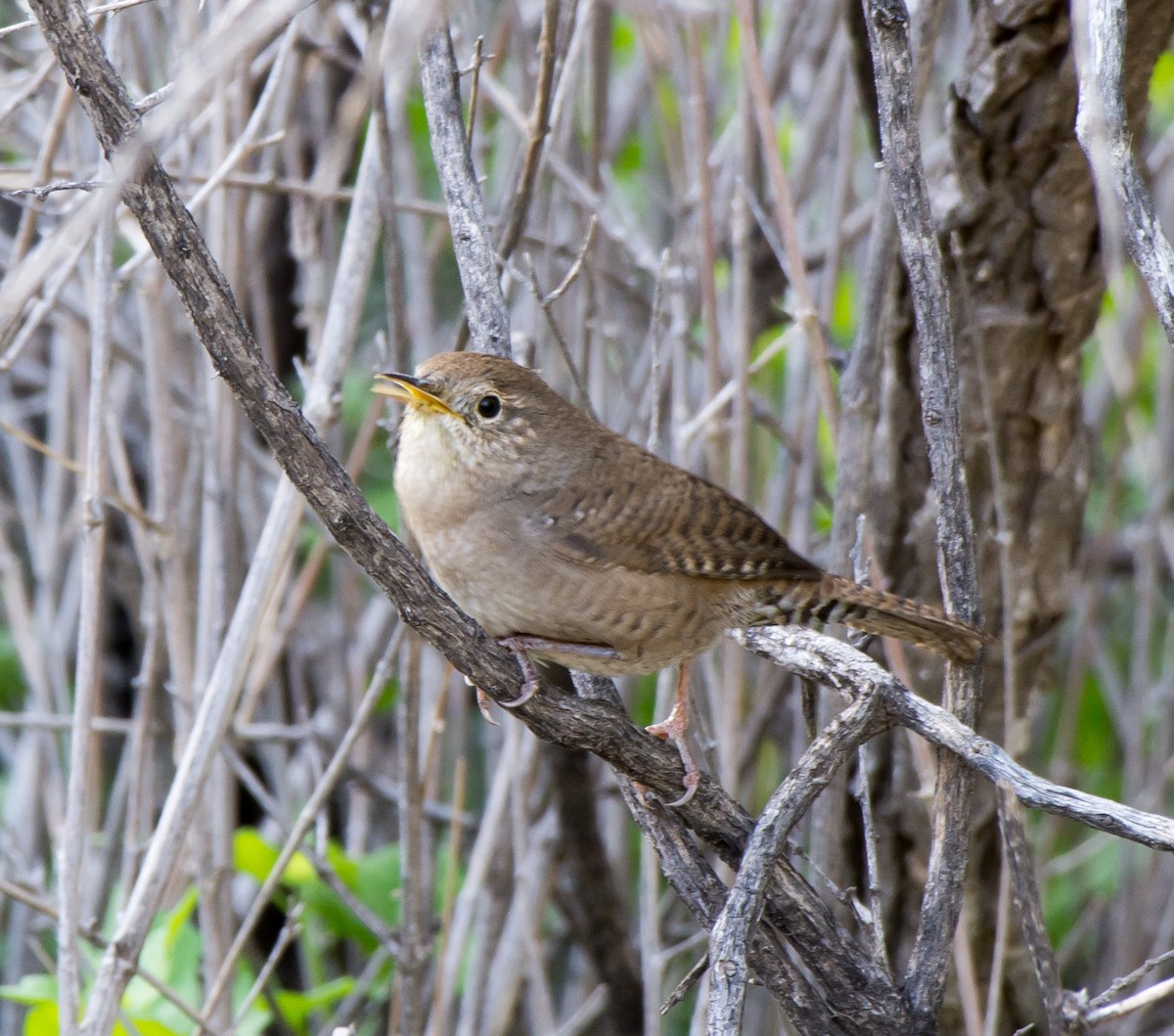 House Wren (Northern) - ML120086631