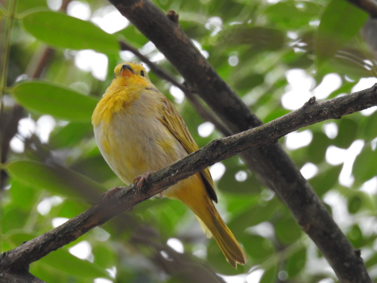 Saffron Finch - ML120086901