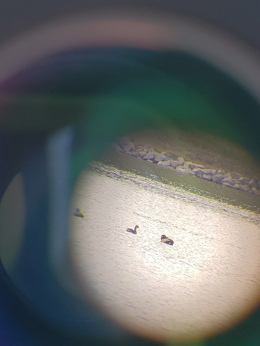 White-winged Scoter - ML120087001