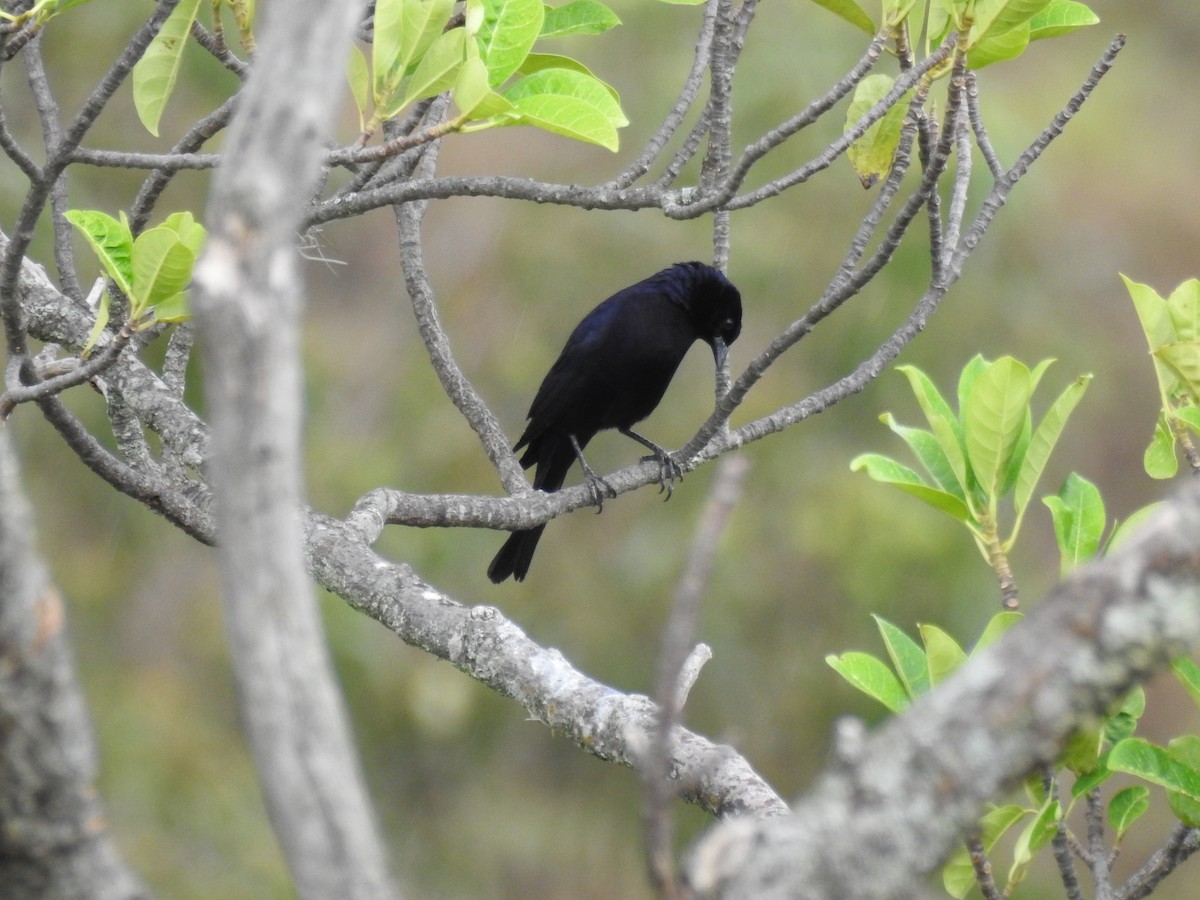 Shiny Cowbird - ML120087501