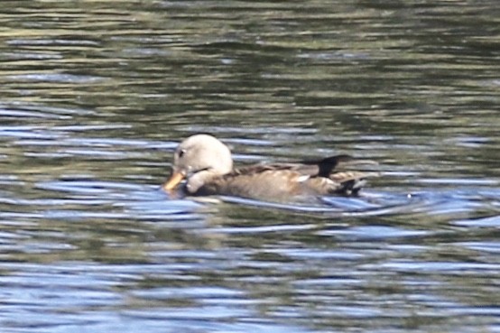 Gadwall - ML120088341