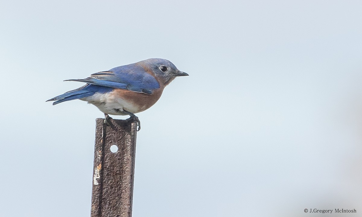 Eastern Bluebird - ML120088431