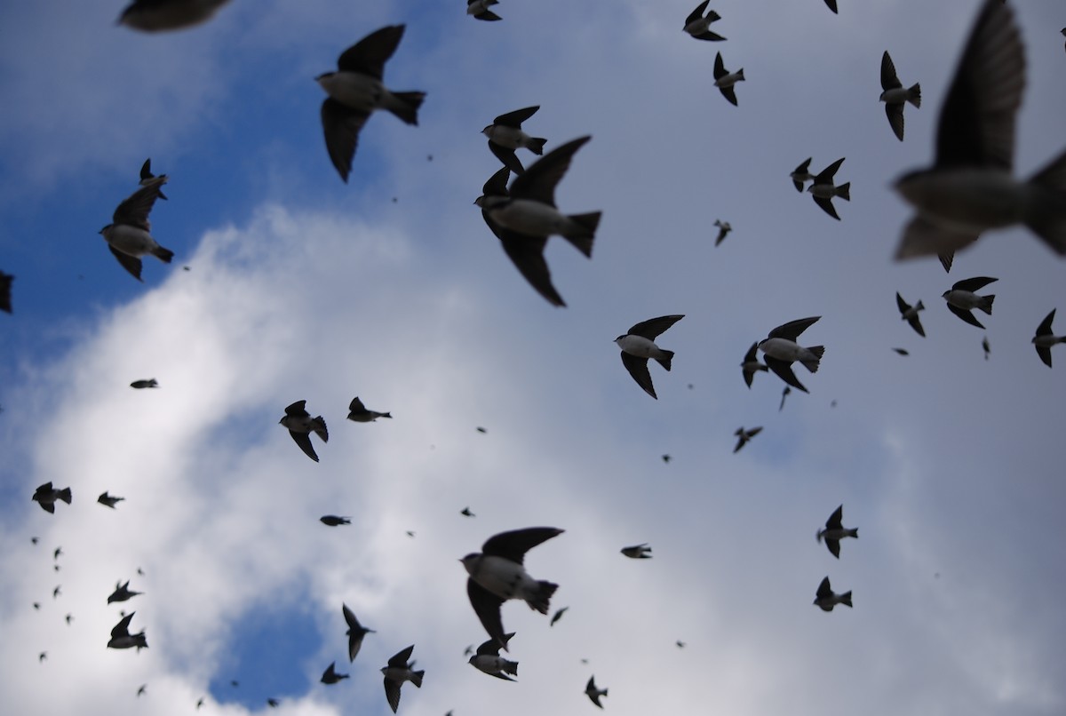 Tree Swallow - Sarah Rackowski