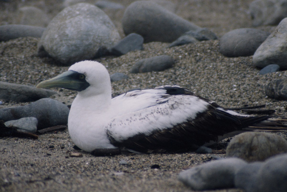 Masked Booby - ML120088571