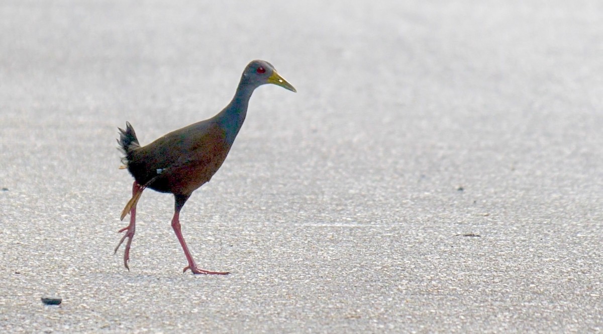 Gray-cowled Wood-Rail - ML120088601