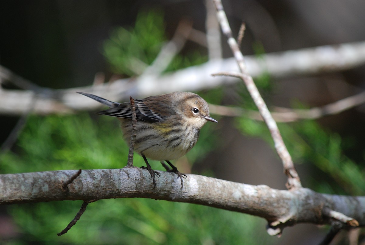 Yellow-rumped Warbler - ML120088611