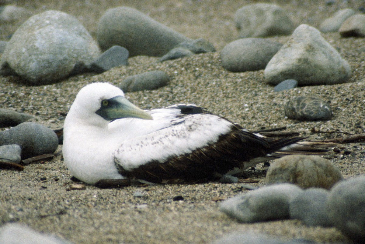 Masked Booby - ML120088641