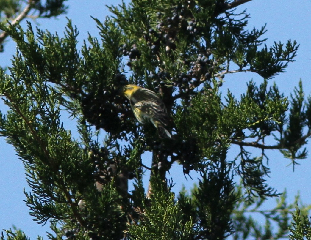 Cape May Warbler - ML120089141