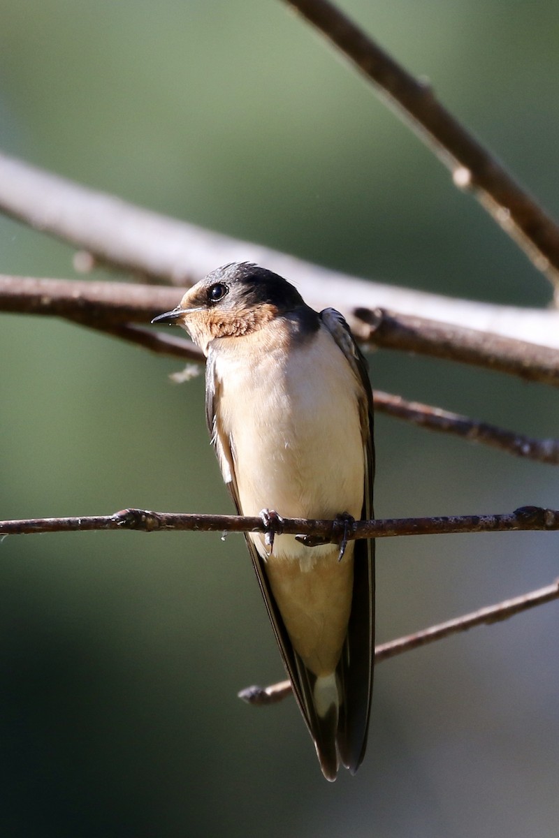 Barn Swallow (American) - ML120090131