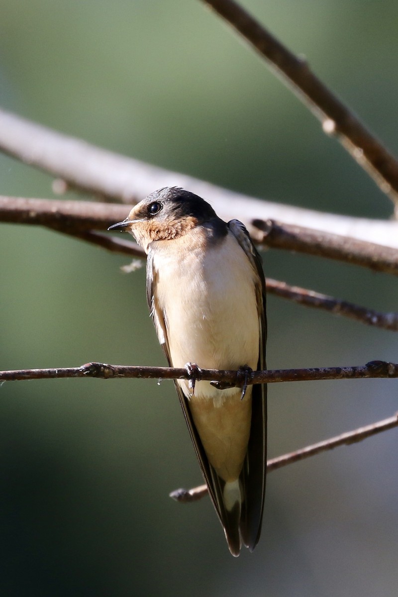 Hirondelle rustique (erythrogaster) - ML120090131