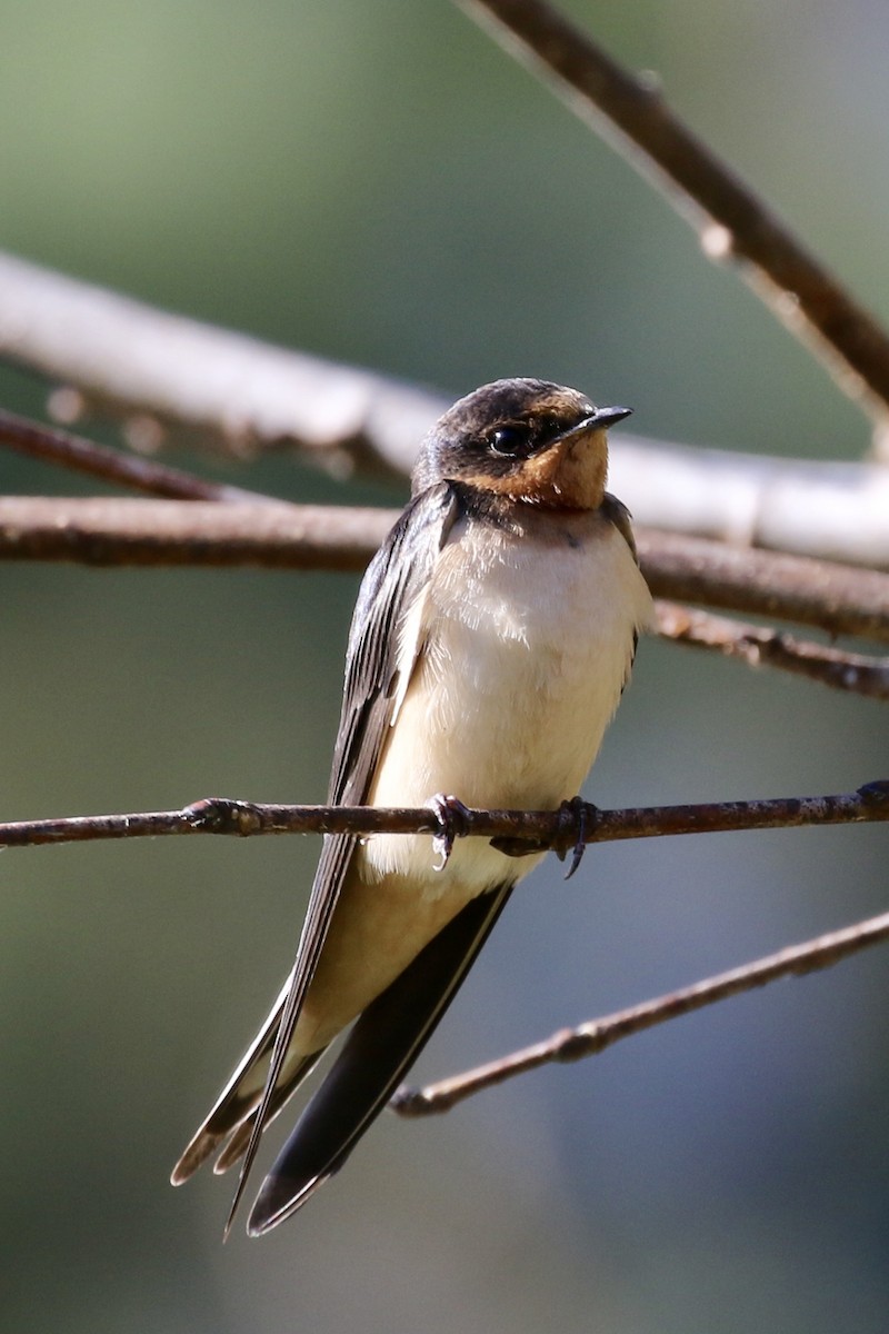 Barn Swallow (American) - ML120090141
