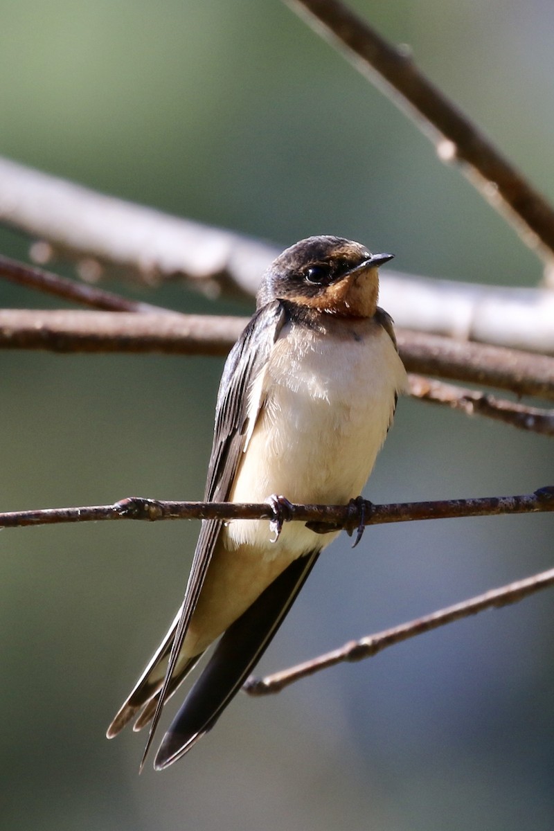 låvesvale (erythrogaster) - ML120090141