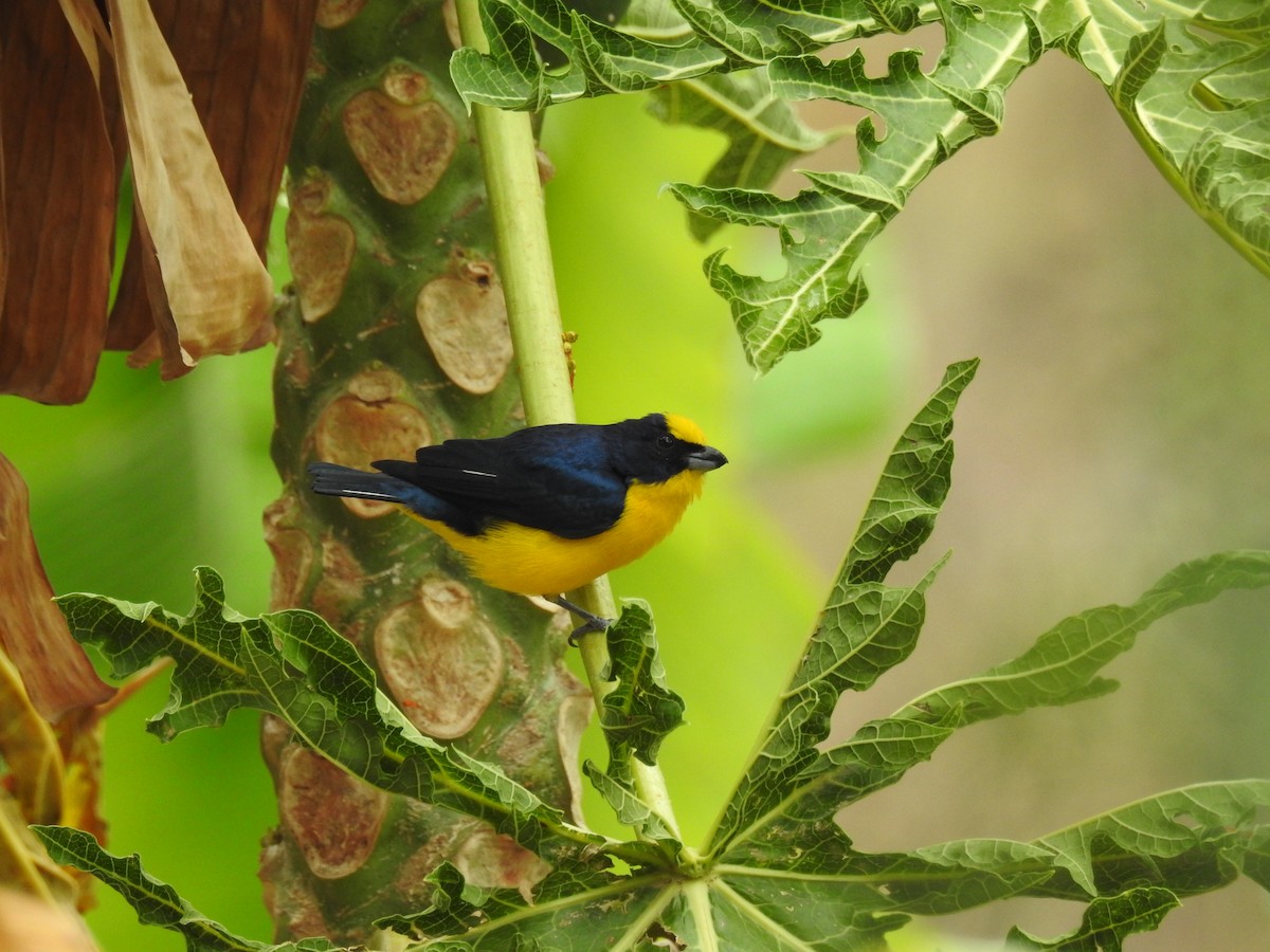 Thick-billed Euphonia - ML120090171