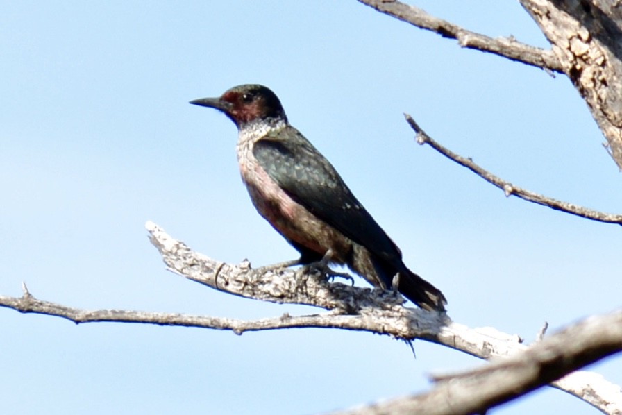 Lewis's Woodpecker - ML120090301