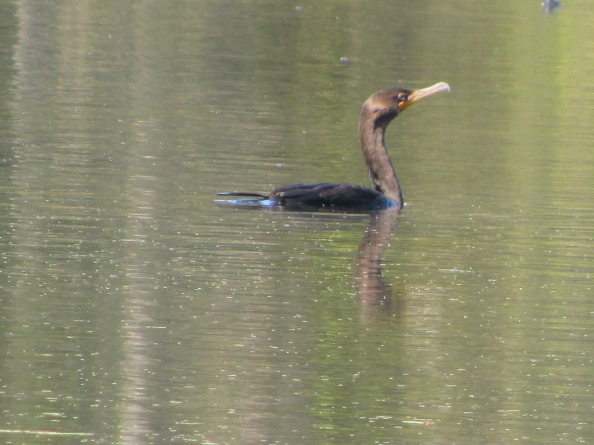 Double-crested Cormorant - ML120091941