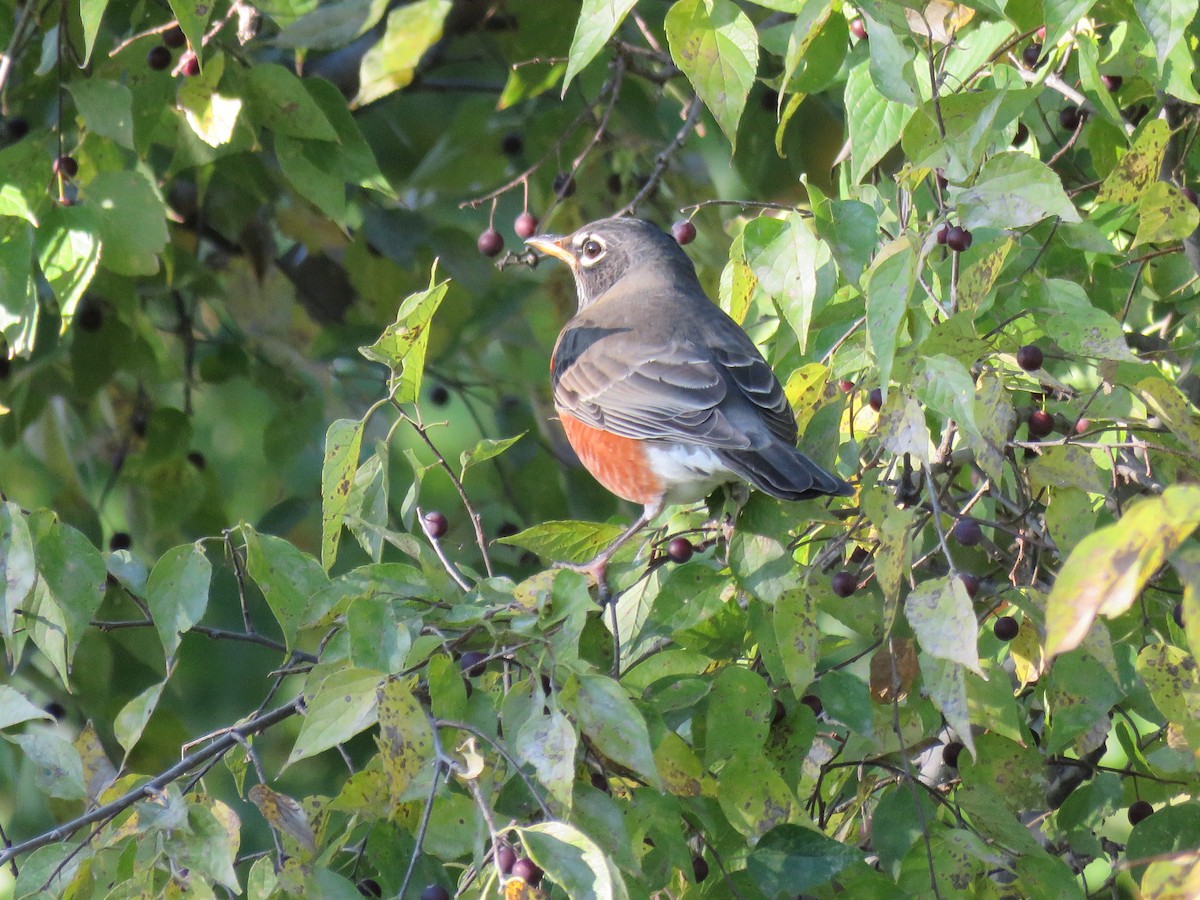 American Robin - ML120091991