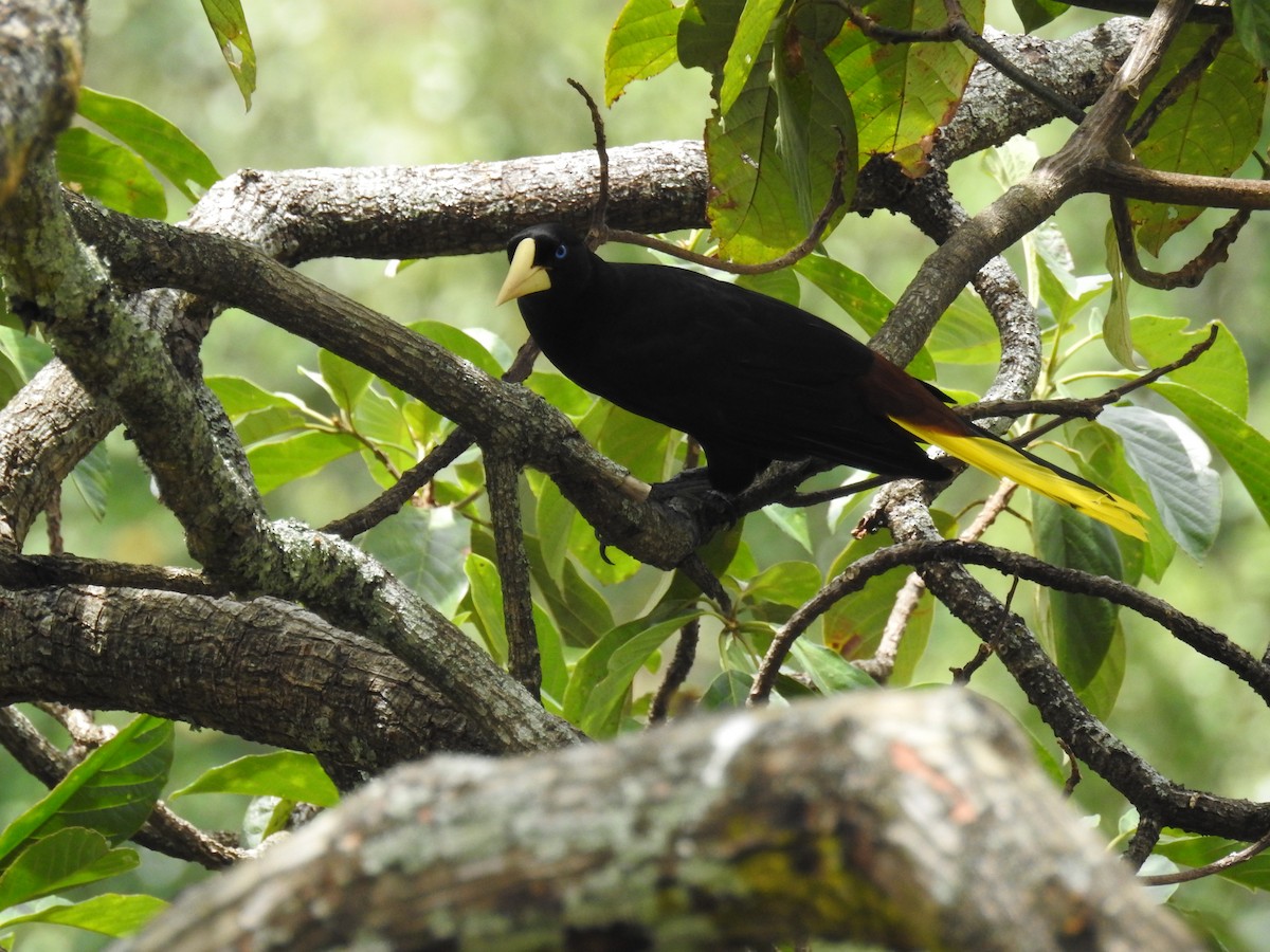 Krähenstirnvogel - ML120092001