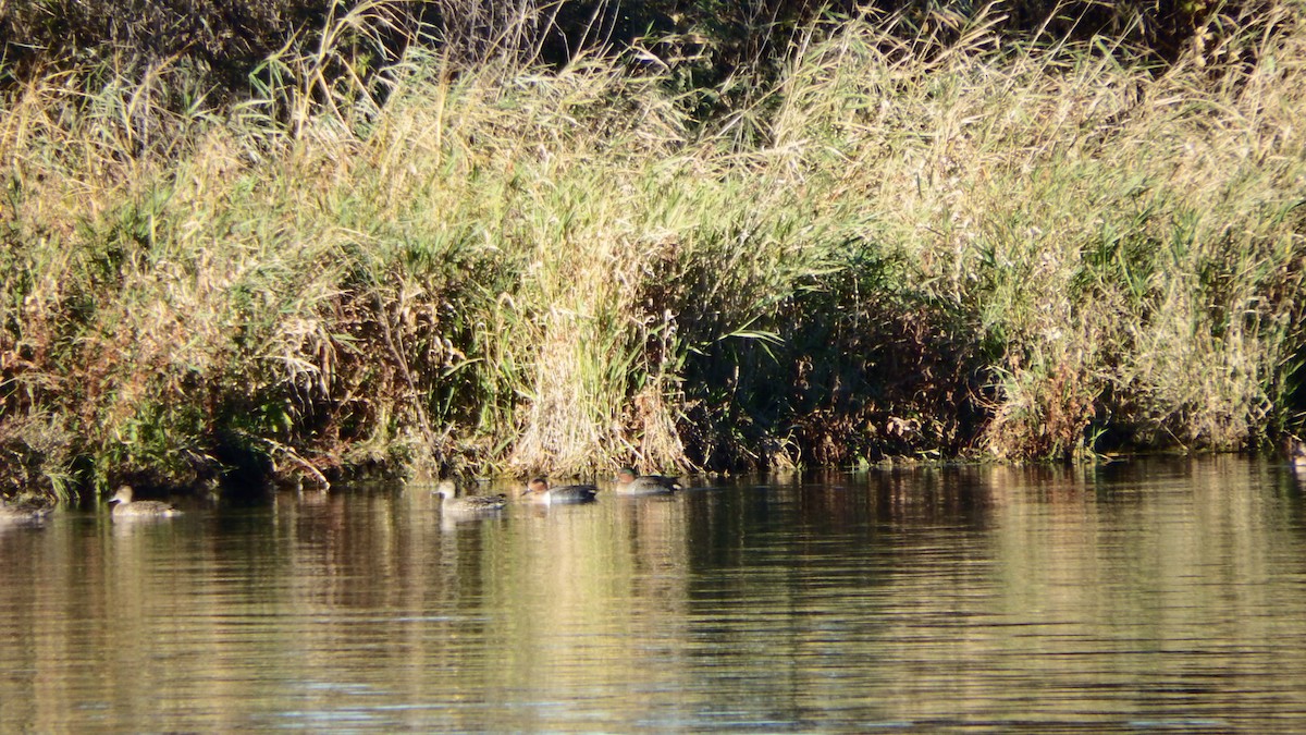 Green-winged Teal - ML120092991