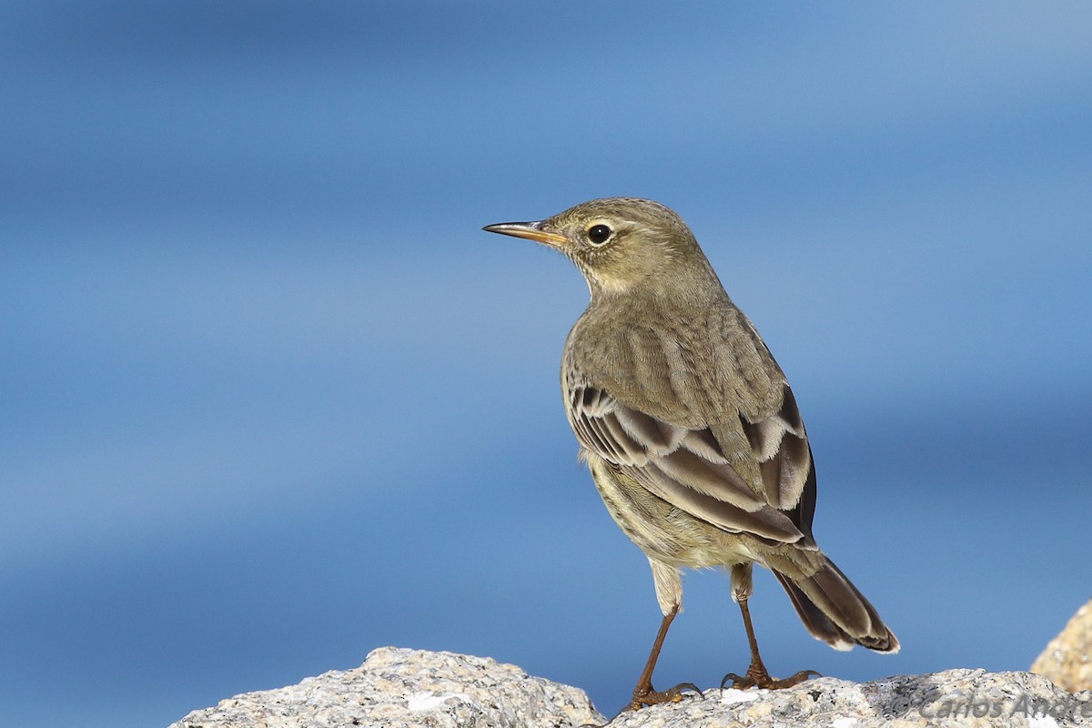 Rock Pipit - ML120094161