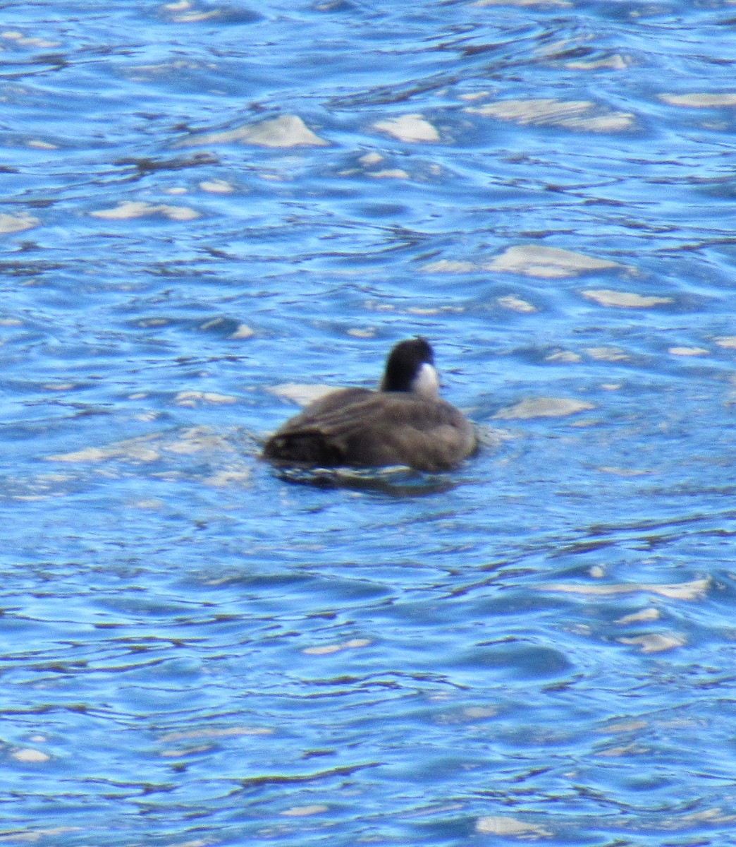 Ruddy Duck - ML120094191