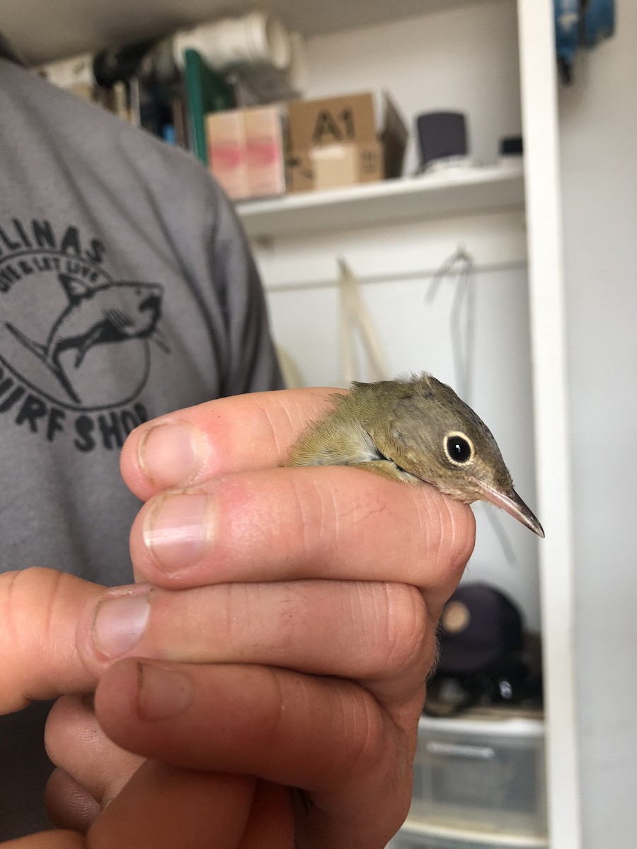 Connecticut Warbler - ML120097131