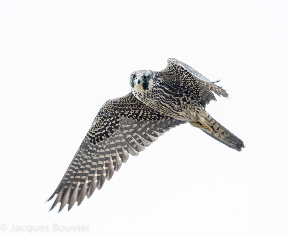 Peregrine Falcon - ML120099621