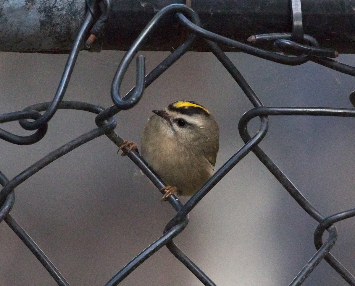 Golden-crowned Kinglet - ML120100961