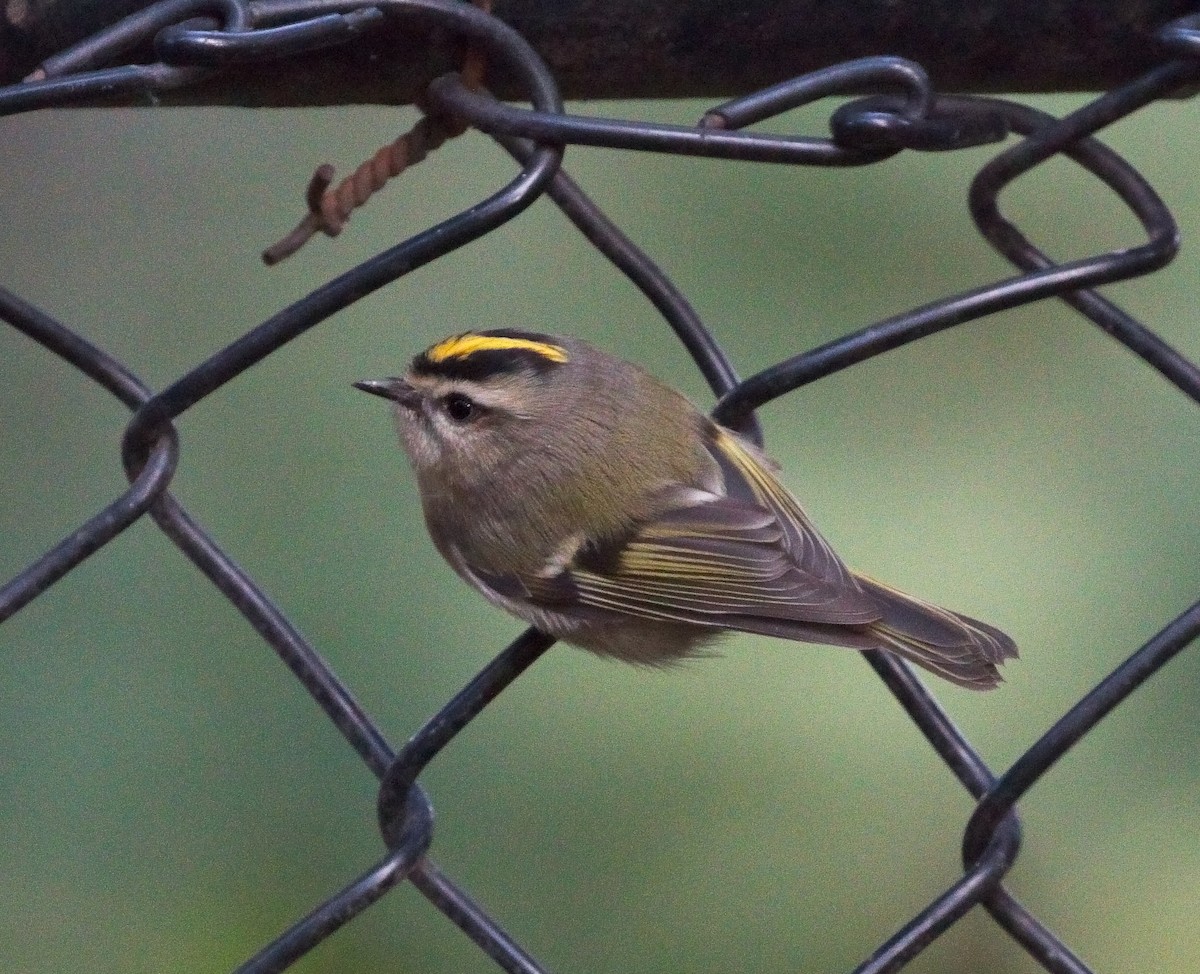 Golden-crowned Kinglet - ML120100971