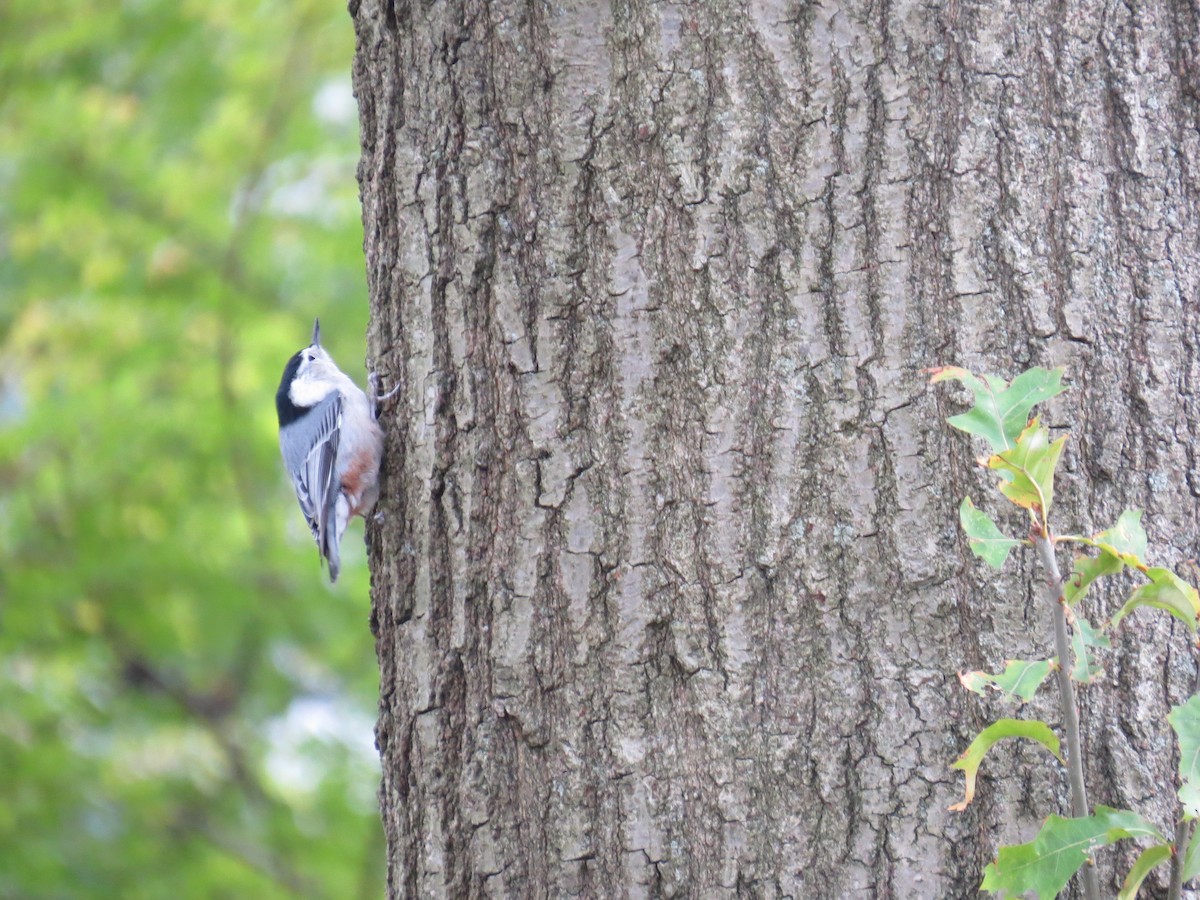 White-breasted Nuthatch - ML120102111