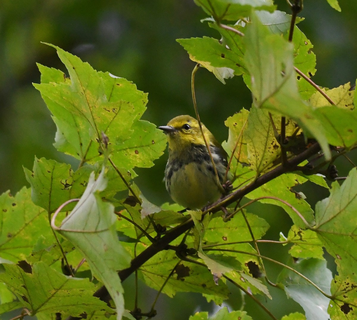 Black-throated Green Warbler - ML120102511
