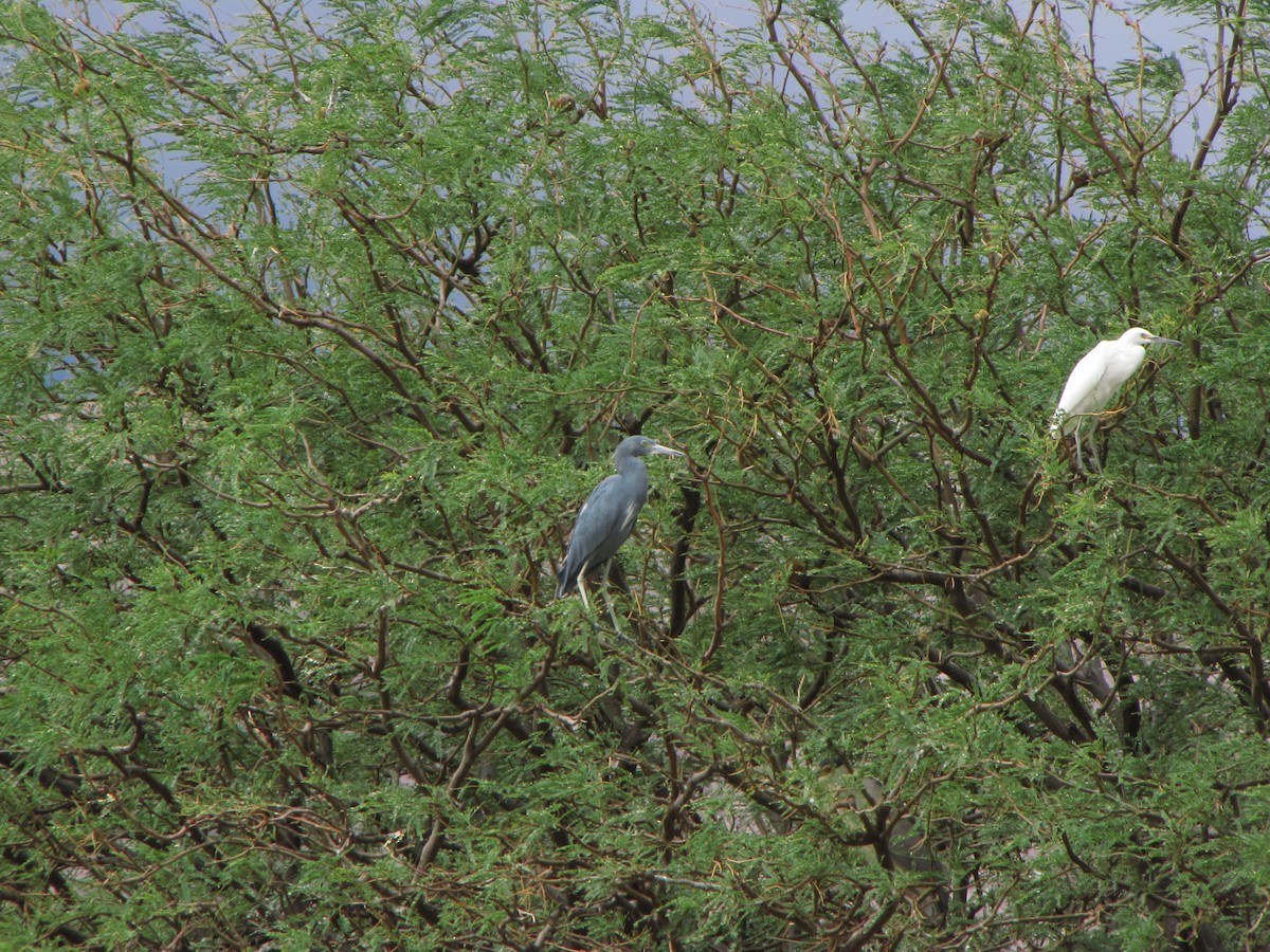 Little Blue Heron - ML120103371