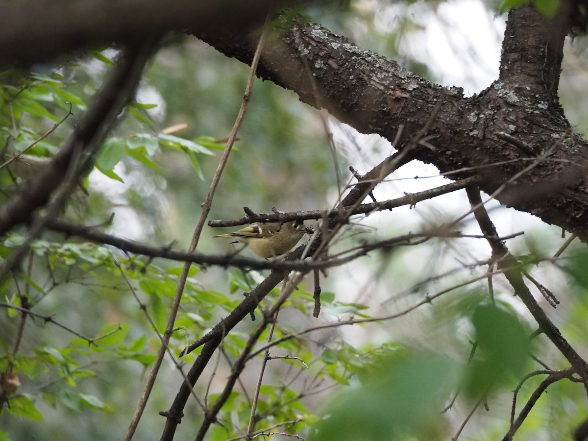 Ruby-crowned Kinglet - J J