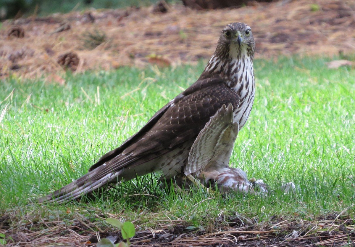 Northern Saw-whet Owl - shelley seidman
