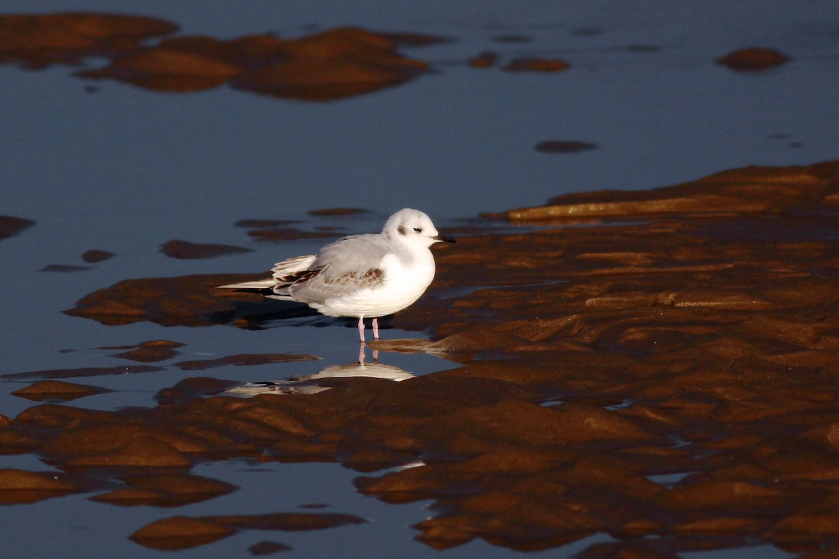 Mouette de Bonaparte - ML120104791