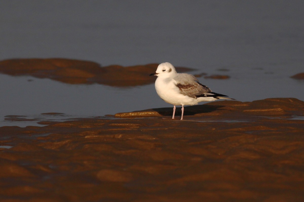 Mouette de Bonaparte - ML120104801