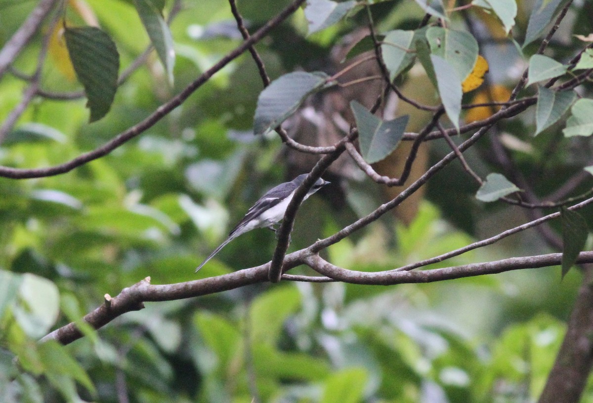 Ashy Minivet - Anthony Collerton