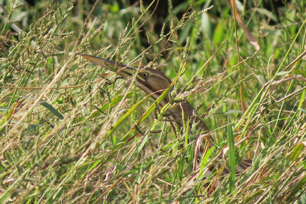 American Bittern - ML120106141