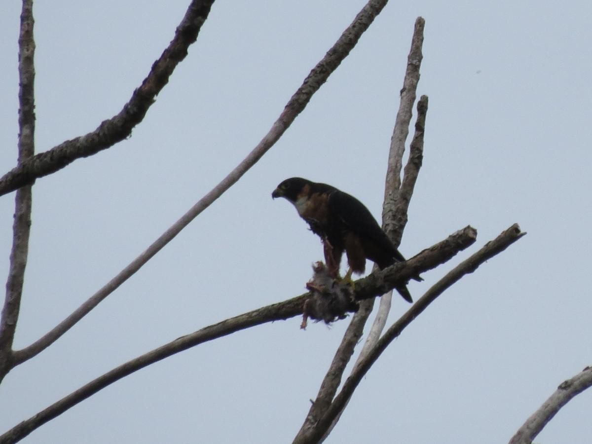 Orange-breasted Falcon - ML120106471