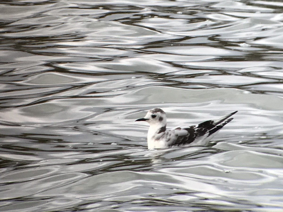 Little Gull - Michael Tetlow