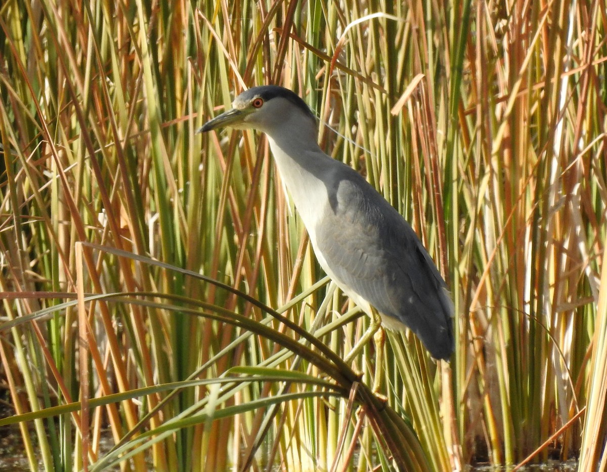 Black-crowned Night Heron - Lauri Taylor