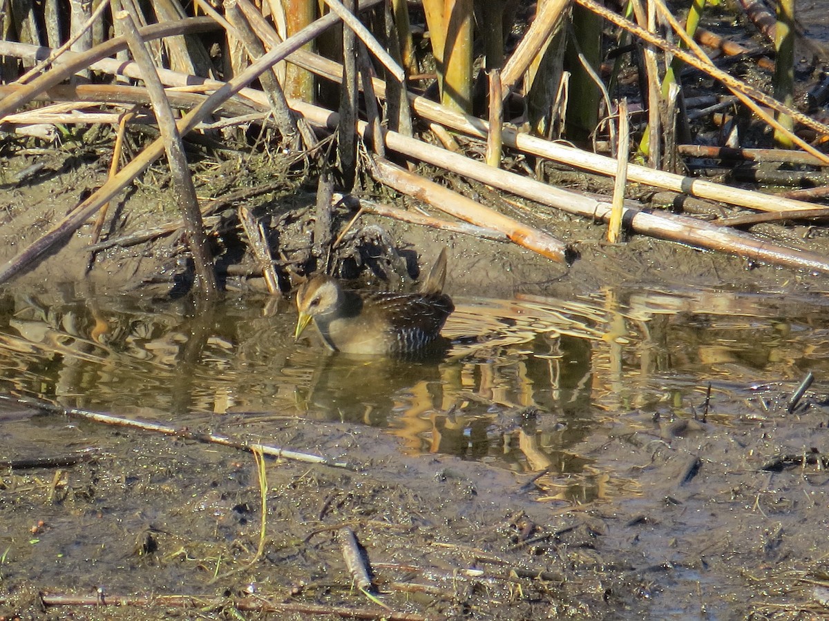 Sora Suyelvesi - ML120109461