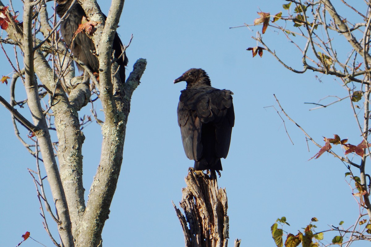 Black Vulture - ML120118551