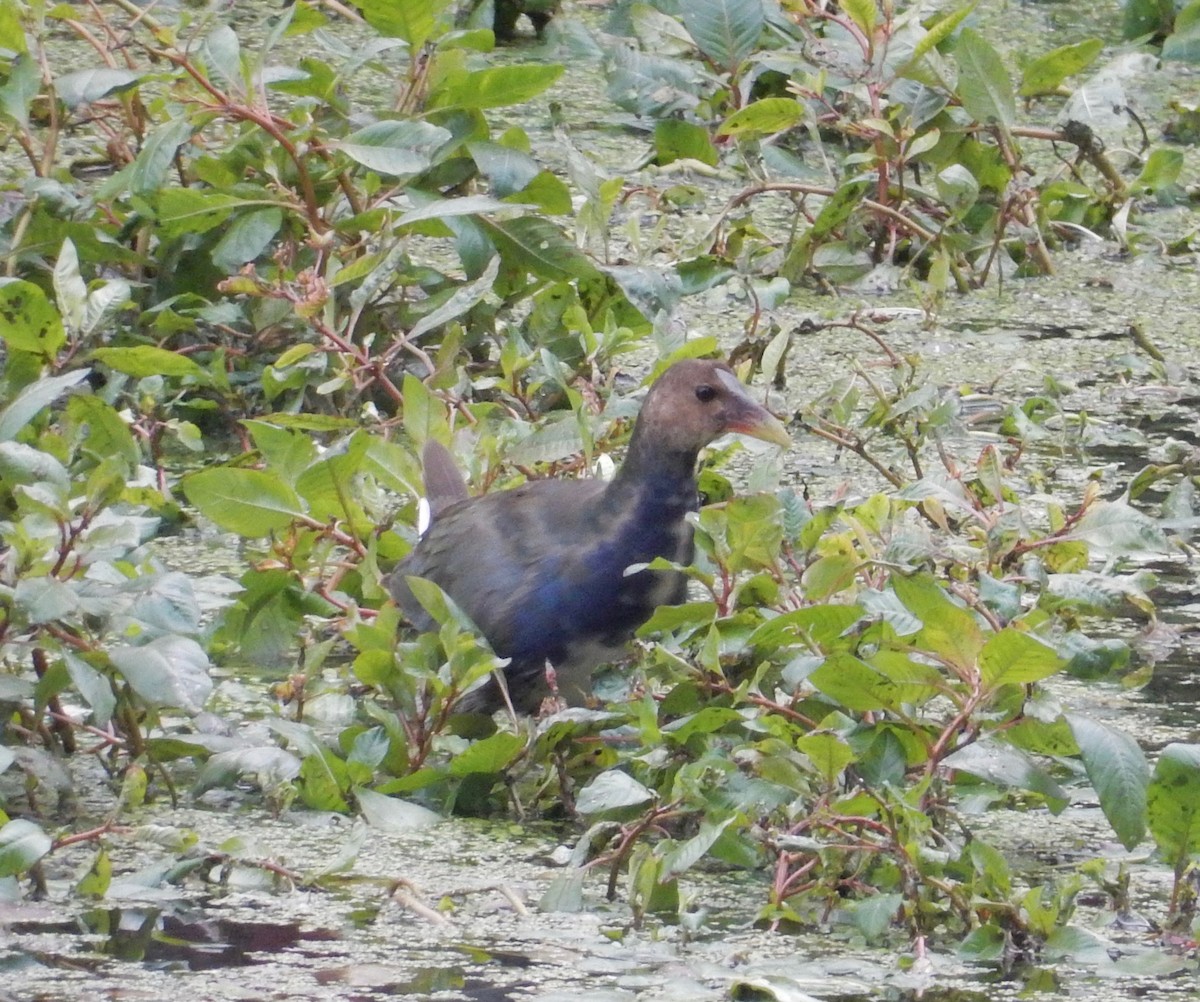 Purple Gallinule - ML120120461