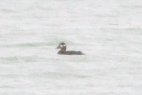 Surf Scoter - ML120120791