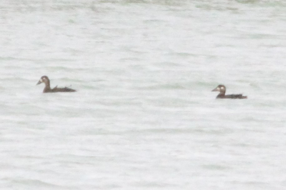 Surf Scoter - ML120120841