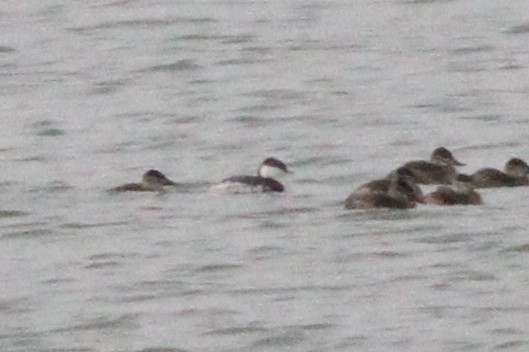 Horned Grebe - ML120120951