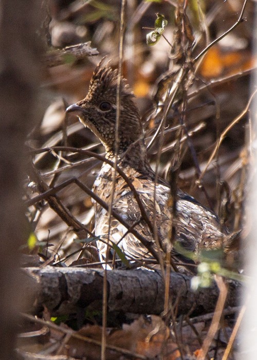 Ruffed Grouse - ML120121421